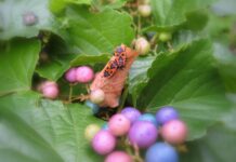 Natur ganz nah Natur ganz nah – Foto 31