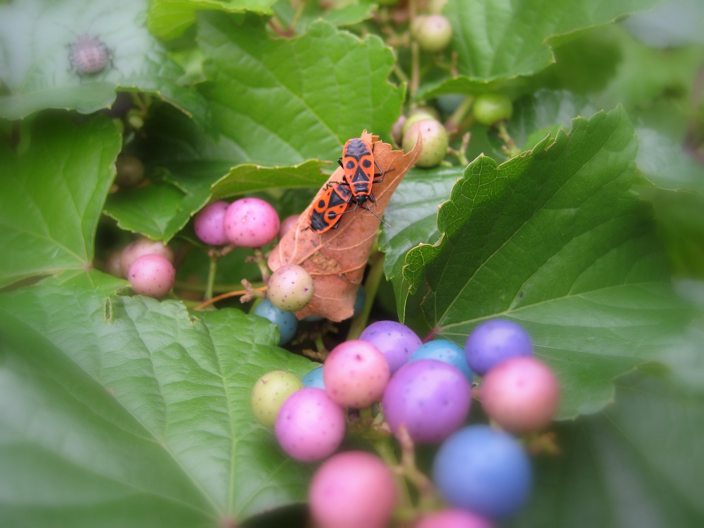 Natur ganz nah – Foto 31