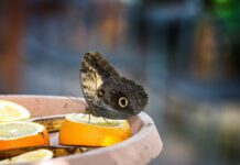 Der Schmetterlingsgarten Der Schmetterlingsgarten – Foto 4
