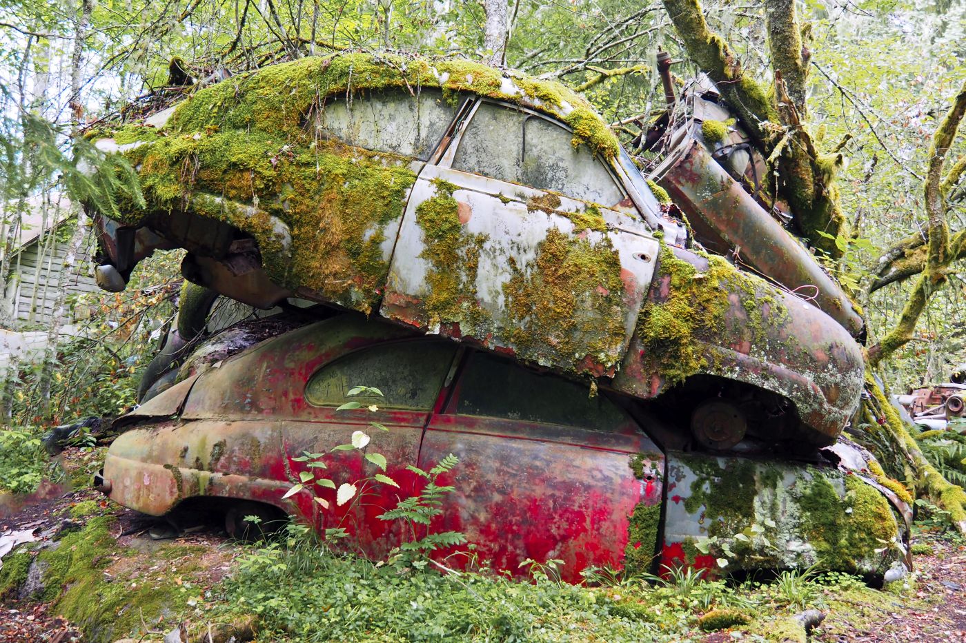 Autofriedhof Bästnas Autofriedhof Bastnäs Schweden – Foto 32
