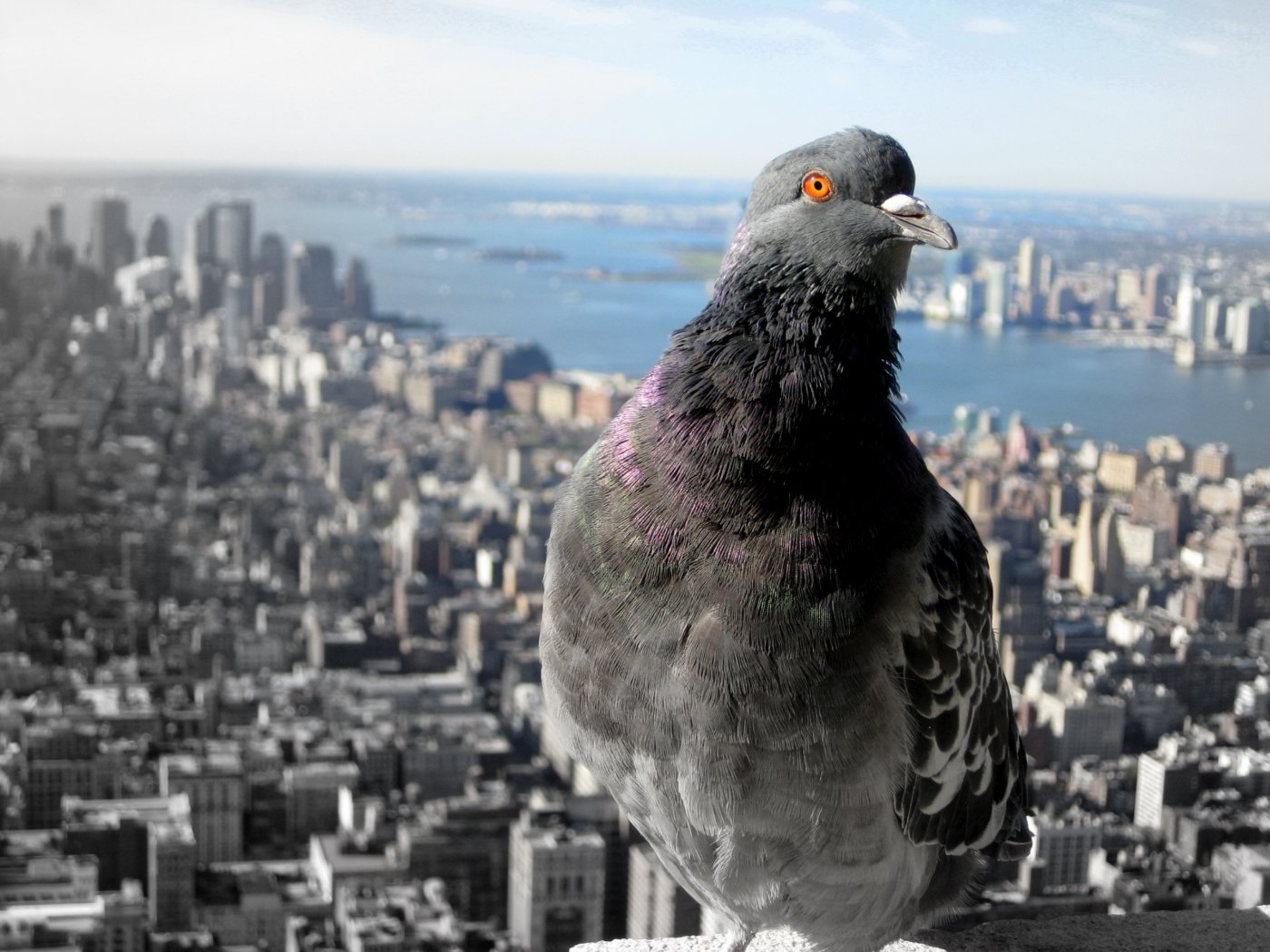 New York Empire State Building – Foto 18