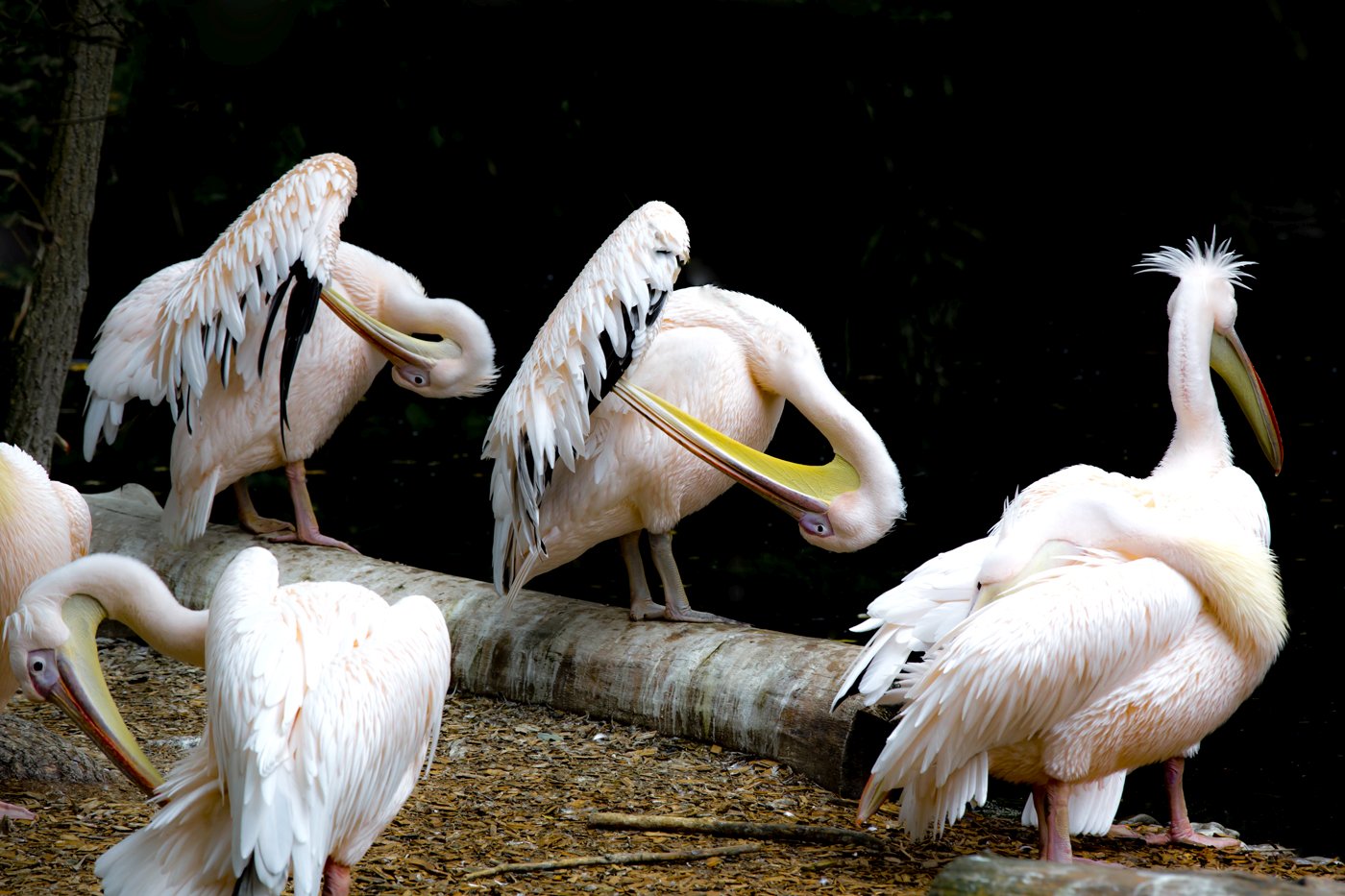 Tierpark Hellabrunn München – Foto 4