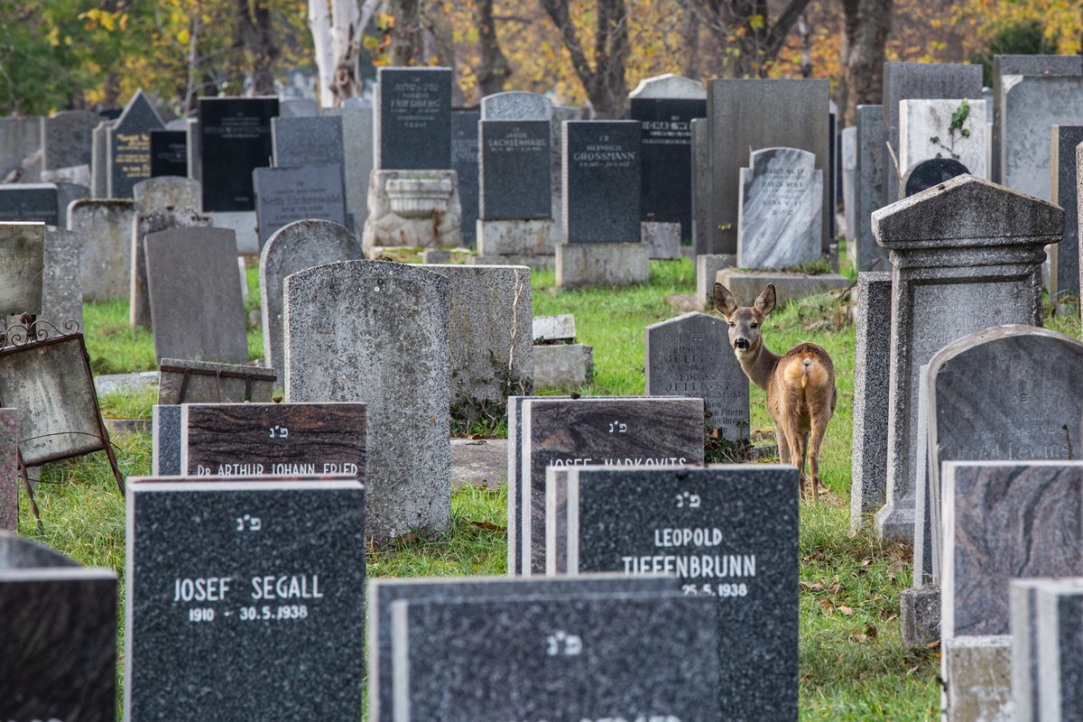 Wien Zentralfriedhof – Foto 78