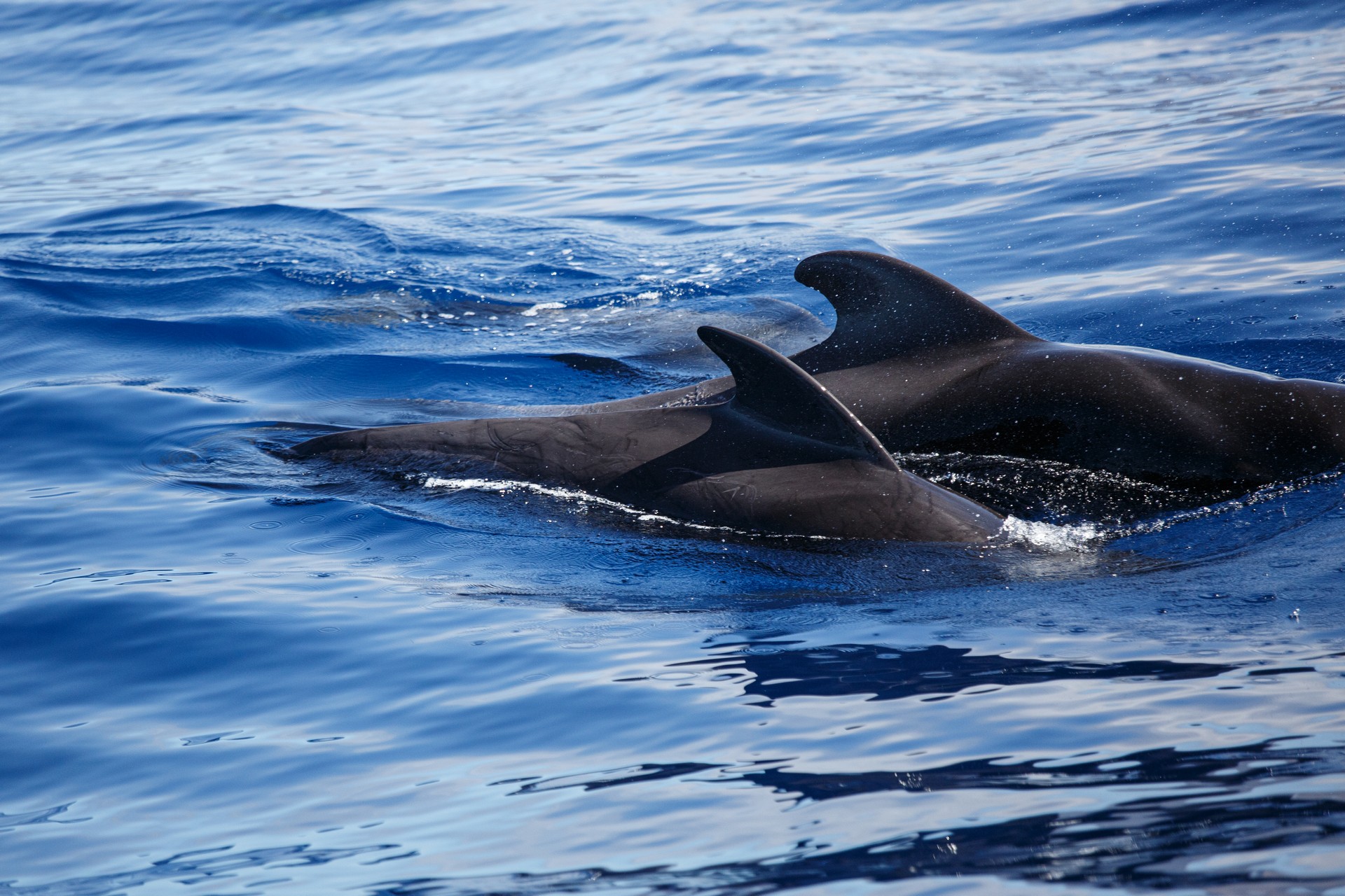 La Palma Whale Watching – Foto 11