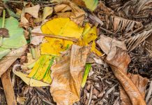 La Palma Bananen Salinen Lava La Palma Bananen Salinen Lava – Foto 17